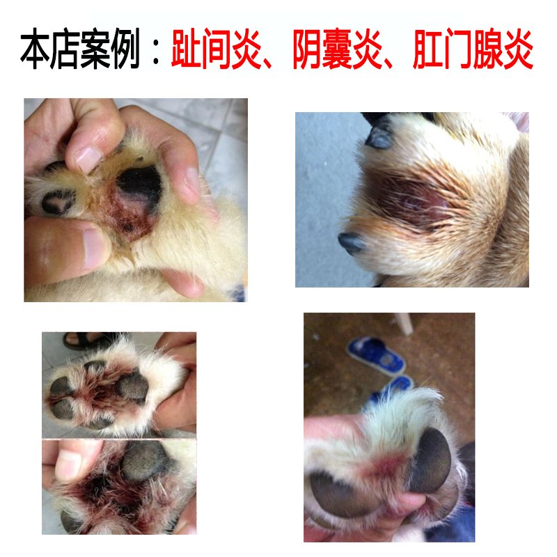 银宠康凝胶犬猫外伤狗狗阴囊炎肛门腺炎脓皮病烫伤用犬趾间炎皮肤