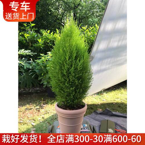 香松盆栽芳香植物净化空气小圣诞树四季常绿室内阳台户外绿植耐寒