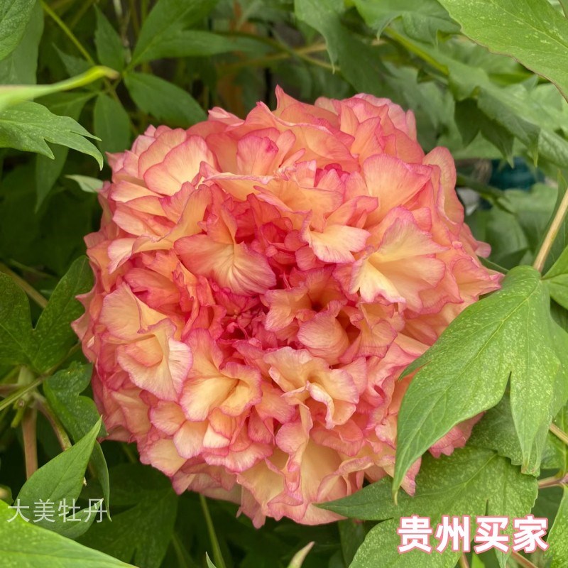 黄牡丹【金阁】晚花期 带香味 花重会垂头 花园庭院 洛阳重瓣牡丹