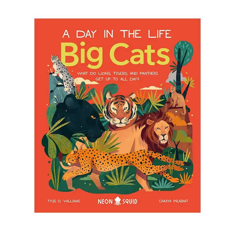 英文原版 Big Cats (A Day in the Life): What Do 生命中的一天 大型猫科动物每天都在做什么 精装 少儿知识科普绘本图画书