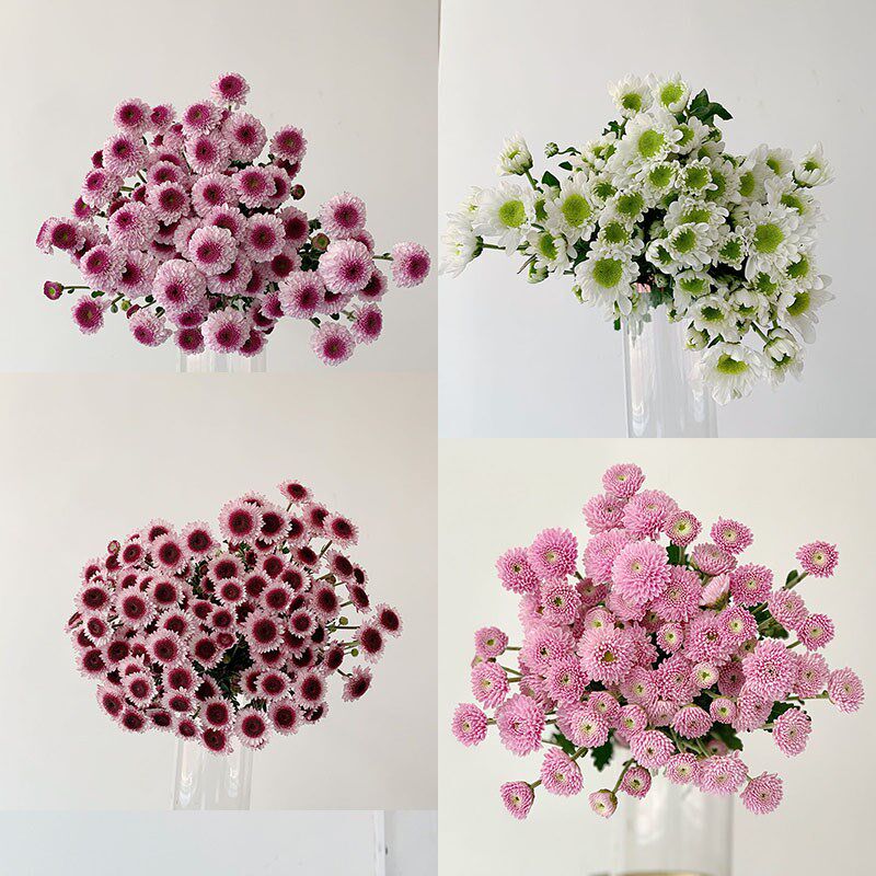 云南优质精品清新小雏菊鲜花花束花期长多色家庭办公插花水养礼物