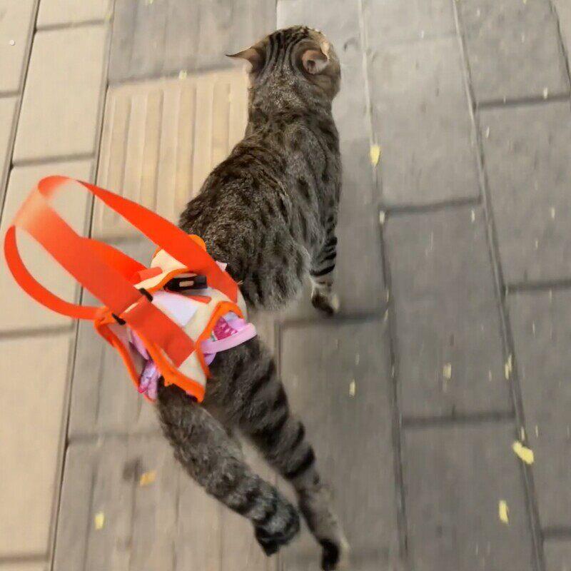 猫后腿无力辅助带高龄老年犬残疾犬宠物康复锻炼带上楼协助带遛猫