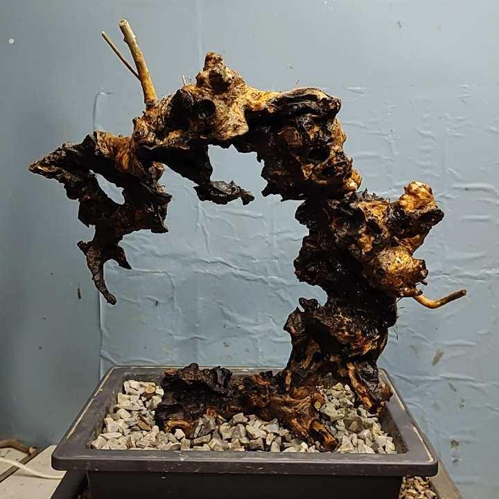 素材精品盆景黄荆