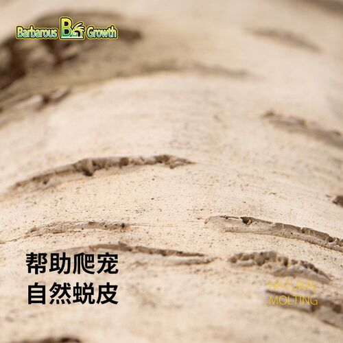 BG鬃狮蜥爬宠白桦木躲避饲养箱躲避屋躲避洞宠物爬行动物蜥蜴造景