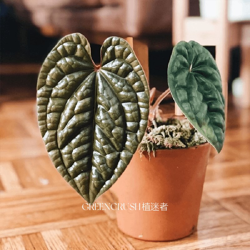 奢华花烛盆栽观叶绿植客厅阳台热带植物热植一物一拍植迷者