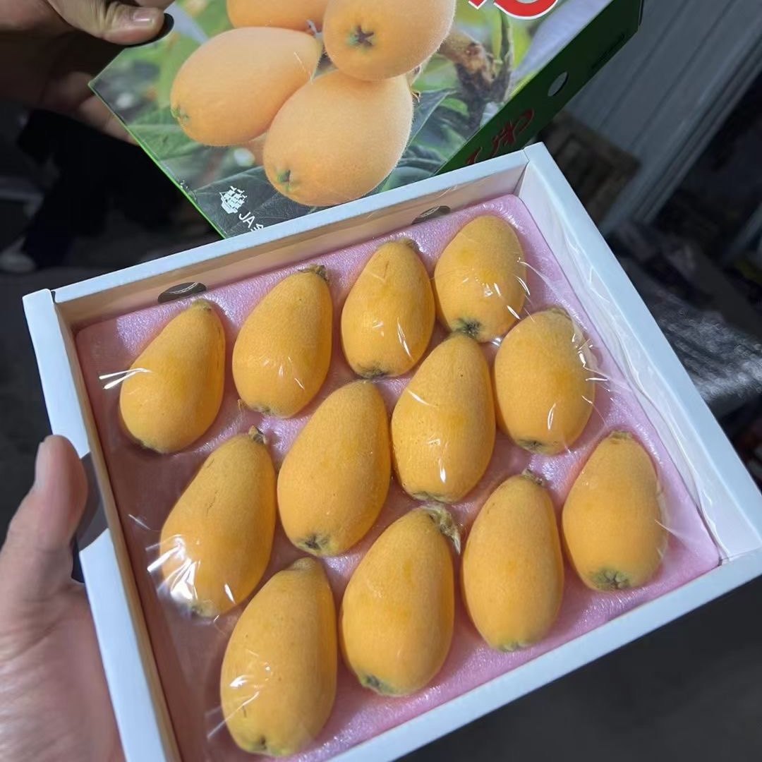 当季枇杷 日本引种长崎枇杷大logo同款高端稀有儿童孕妇水果顺丰