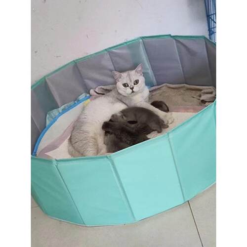 简易大型猫砂盒，可折叠，超大紧急便携式猫产房，宠物窝，狗产房