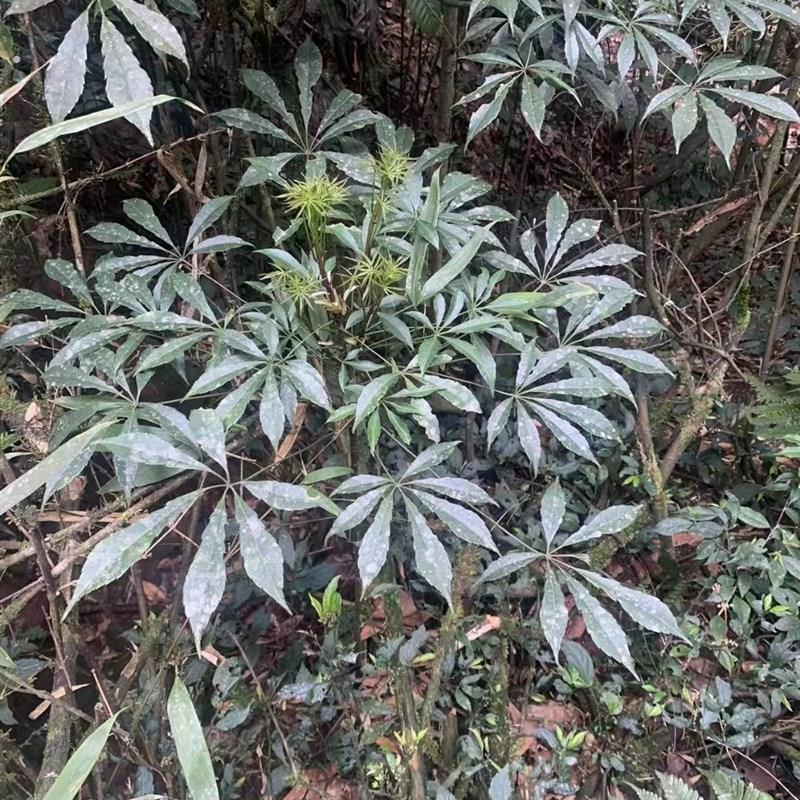 观叶观果常绿灌木农产品加工设备短梗大参刺楸