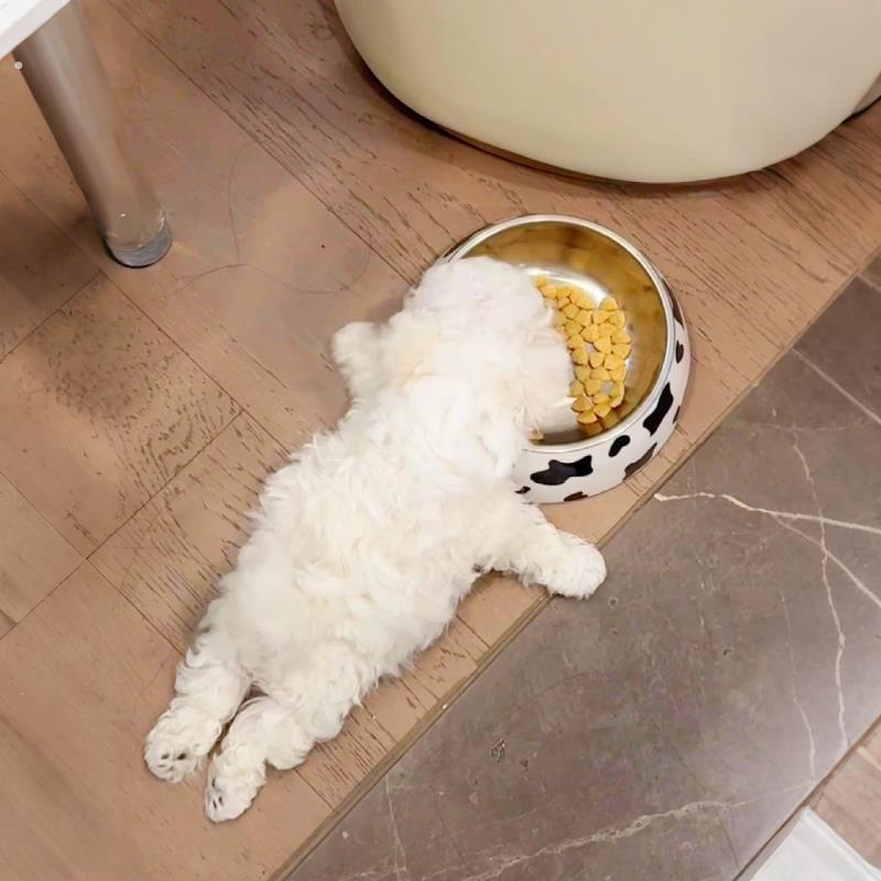 不锈钢宠物慢食碗饭碗喝水狗狗专用猫猫咪防打翻大口径高颜值新图片