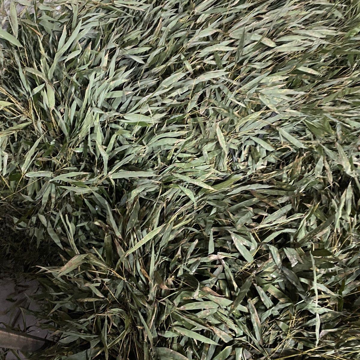 环卫竹叶扫把老式环卫庭院扫把头耐用竹枝扫把户外扫把环卫工人用