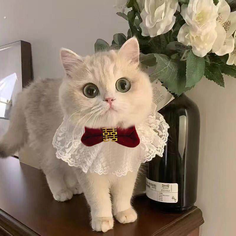 猫咪领结狗狗饰品小猫装扮配饰拍照围脖项圈英伦领带宠物猫蝴蝶结