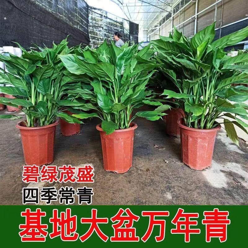 万年青盆栽室内外耐寒耐热四季常青新家阳台净化空气易活好养绿植