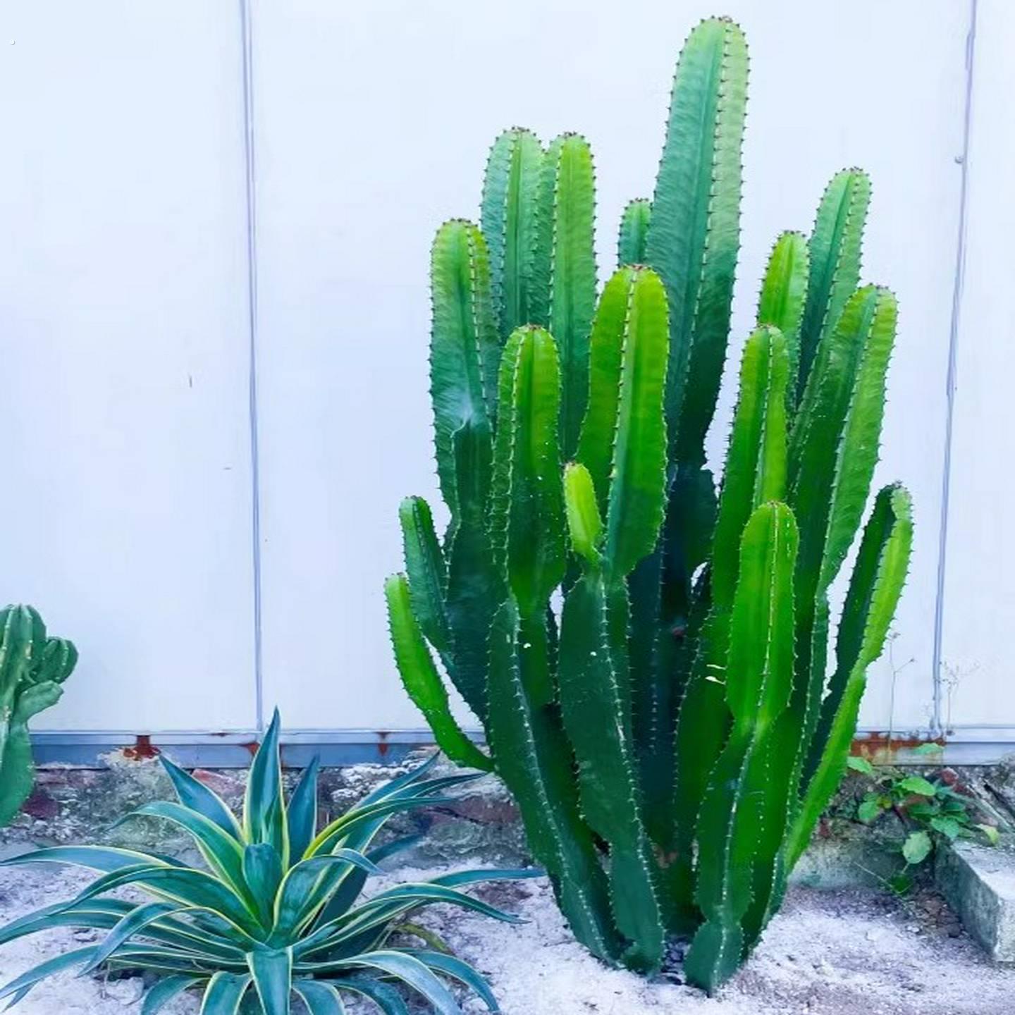 大型仙人掌小戟阁植物盆景热带沙漠绿植门店装饰庭院景观民宿小院