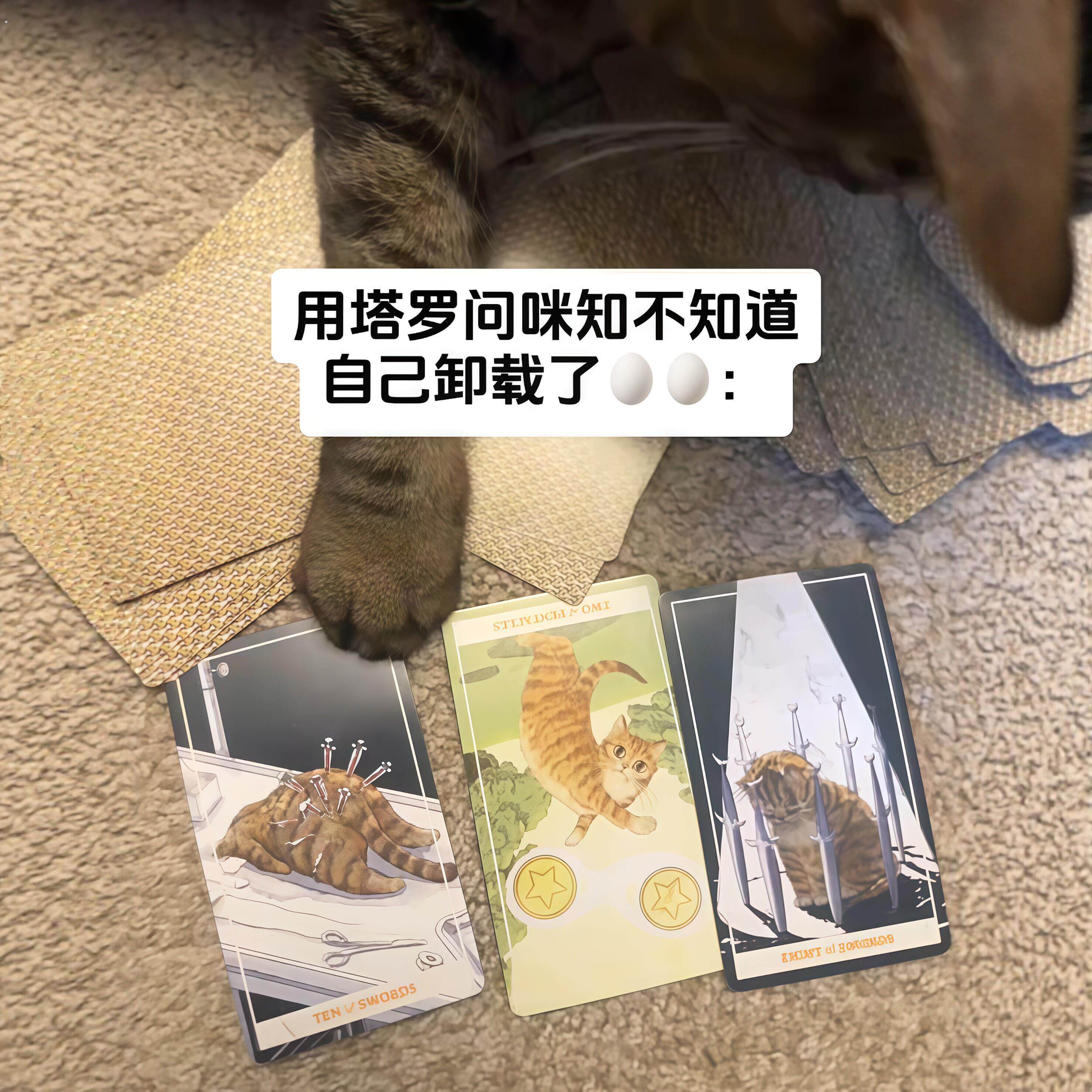 猫咪塔罗牌魔咒猫塔牌搞怪游戏卡片猫猫宠物游戏纸牌未来预测神奇