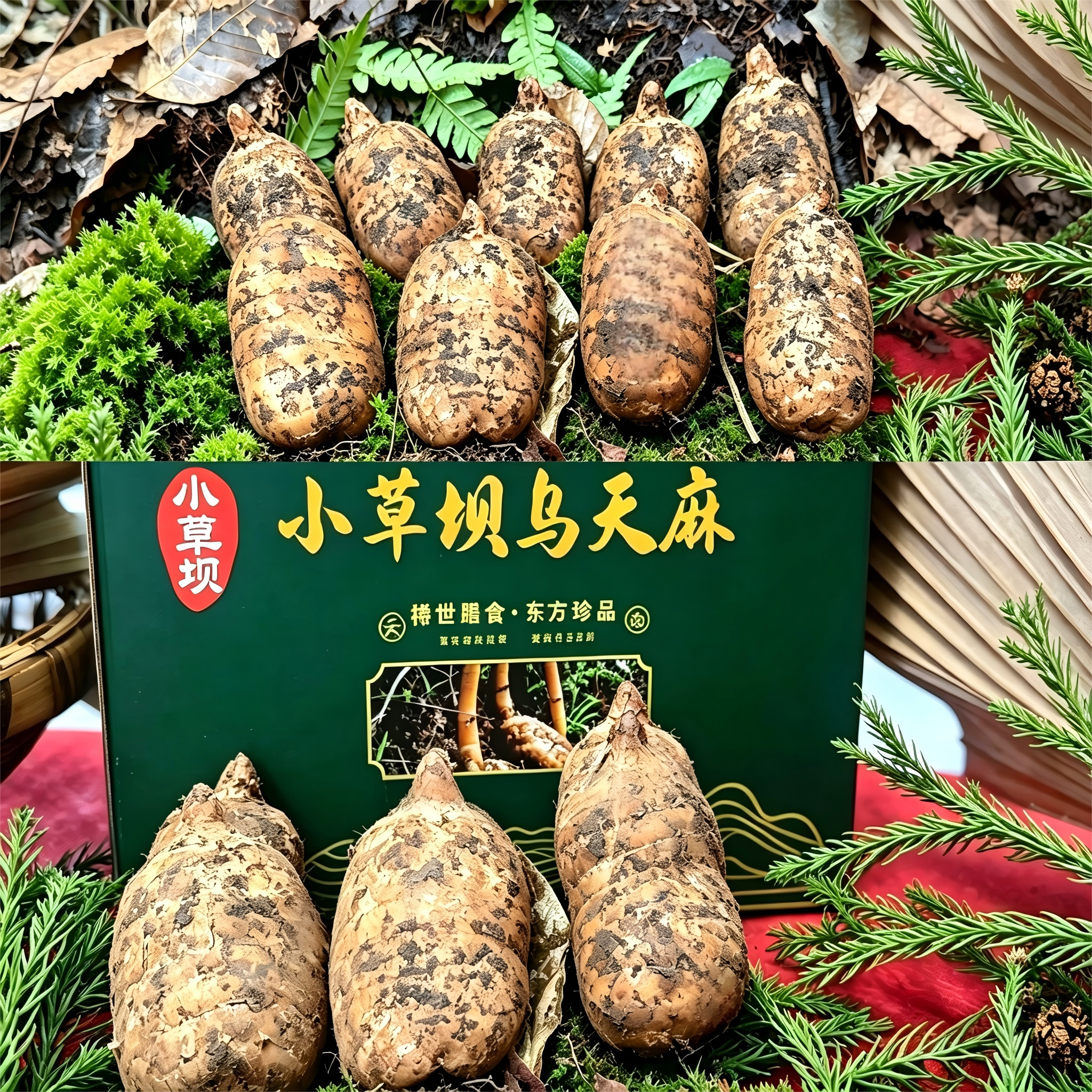 昭通小草坝新鲜乌天麻礼盒包装