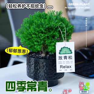 雾凇放青松绿植放轻松植物好养活四季办公室桌面工位绿植室内盆栽