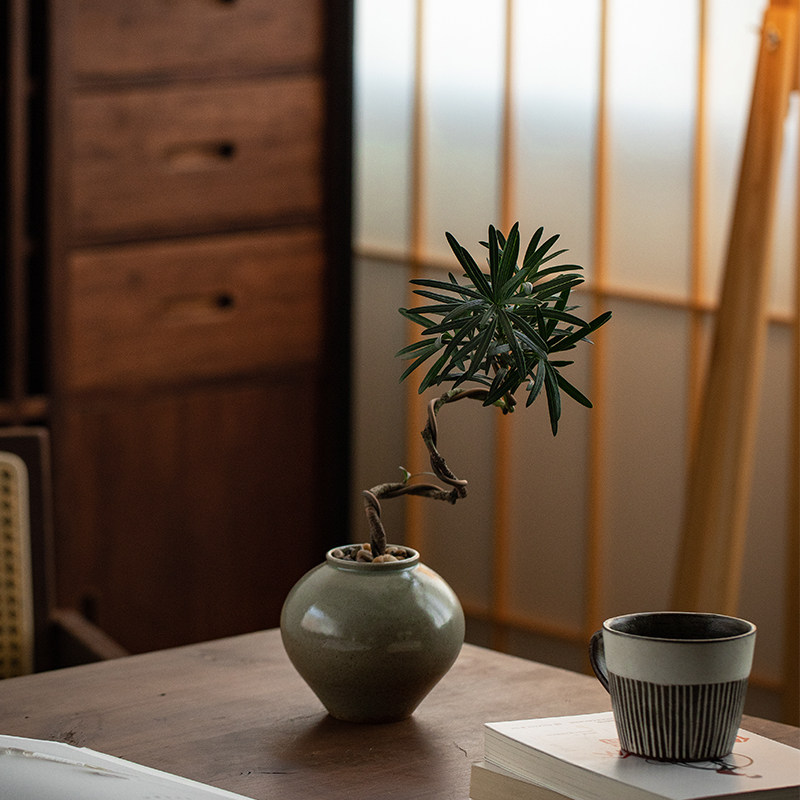 罗汉松造型盆景室内客厅植物茶室窗台易养观叶花卉绿植盆栽去甲醛