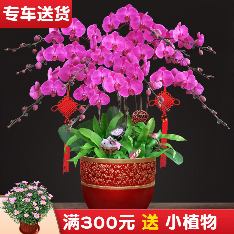 蝴蝶兰盆栽 带花苞高档兰花室内植物盆景 开业乔迁绿植年宵花卉