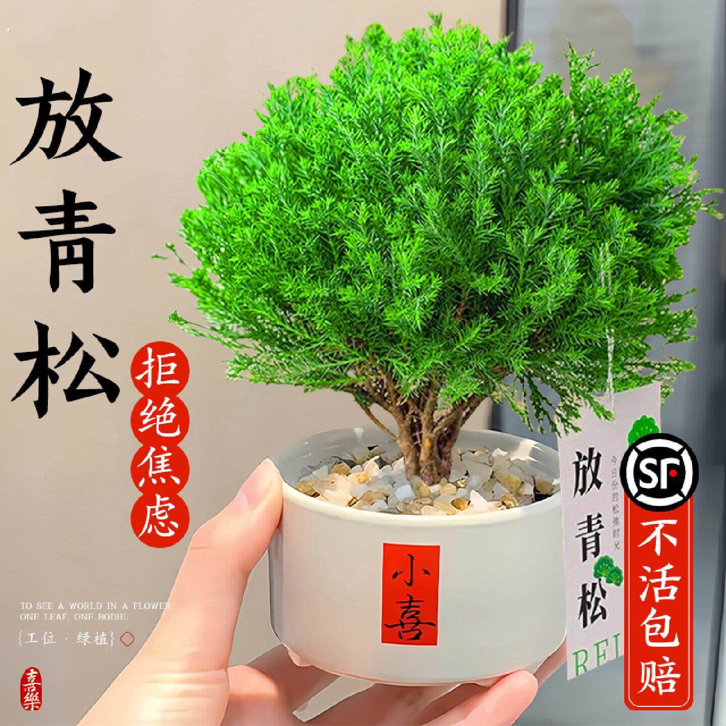 放青松绿植雾松室内小盆栽雾凇办公室桌面放轻松植物摆件四季好养