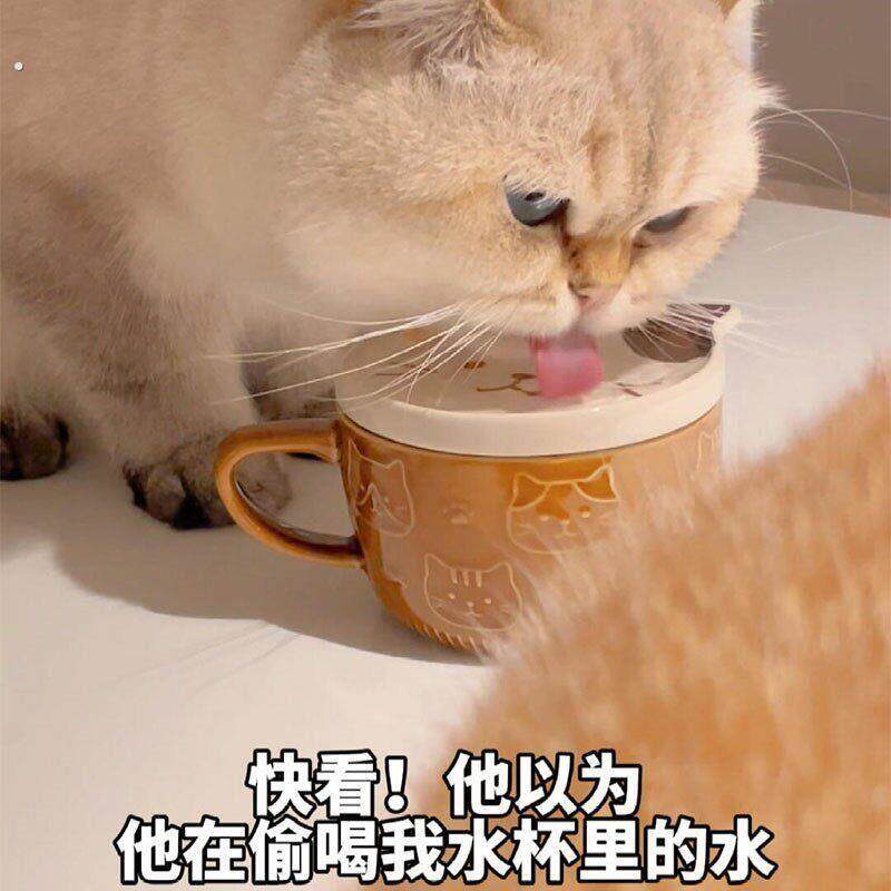 猫碗陶瓷猫咪大口径喝水水杯马克杯保护颈椎防黑下巴猫咪骗水神器