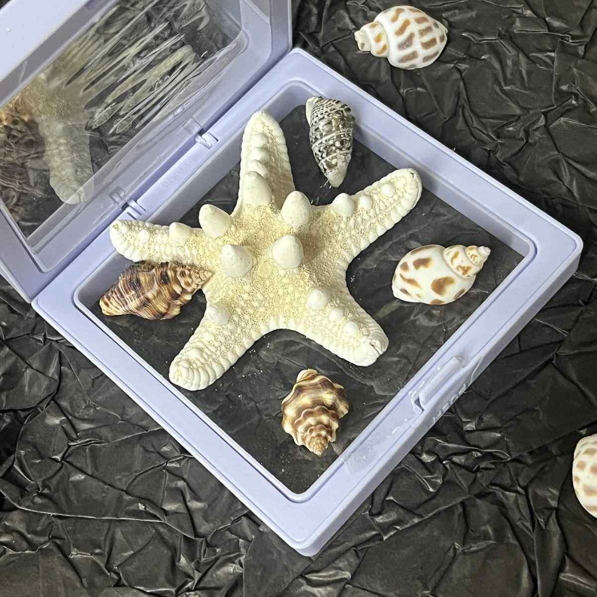青岛相框纯天然海星海螺相框纪念品标本礼物旅游伴手礼创意摆件带