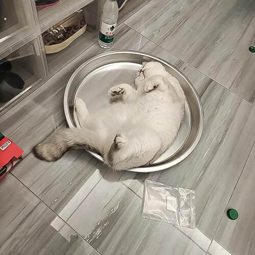 猫咪夏季铝盆猫窝睡觉降温散热神器宠物冰凉盆子子小型犬解暑睡盆