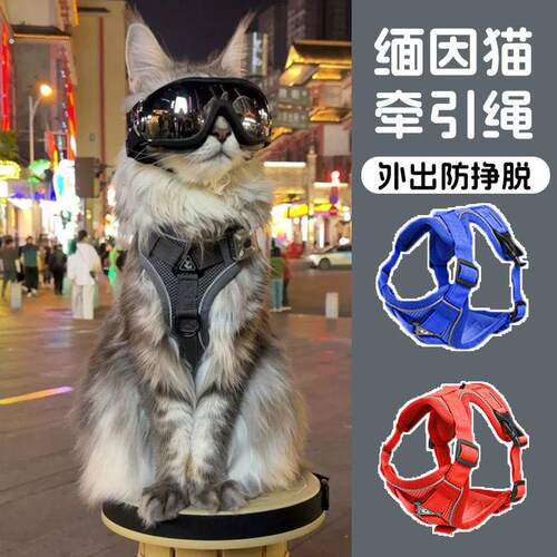缅因猫专用牵引绳防挣脱外出猫咪背心式胸背带遛溜猫神器小猫帅气