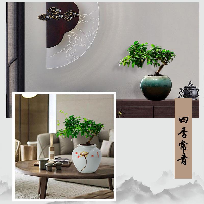 悬崖造型虎皮榕树盆景水培绿植物小盆栽办公室内小叶树苗四季常青