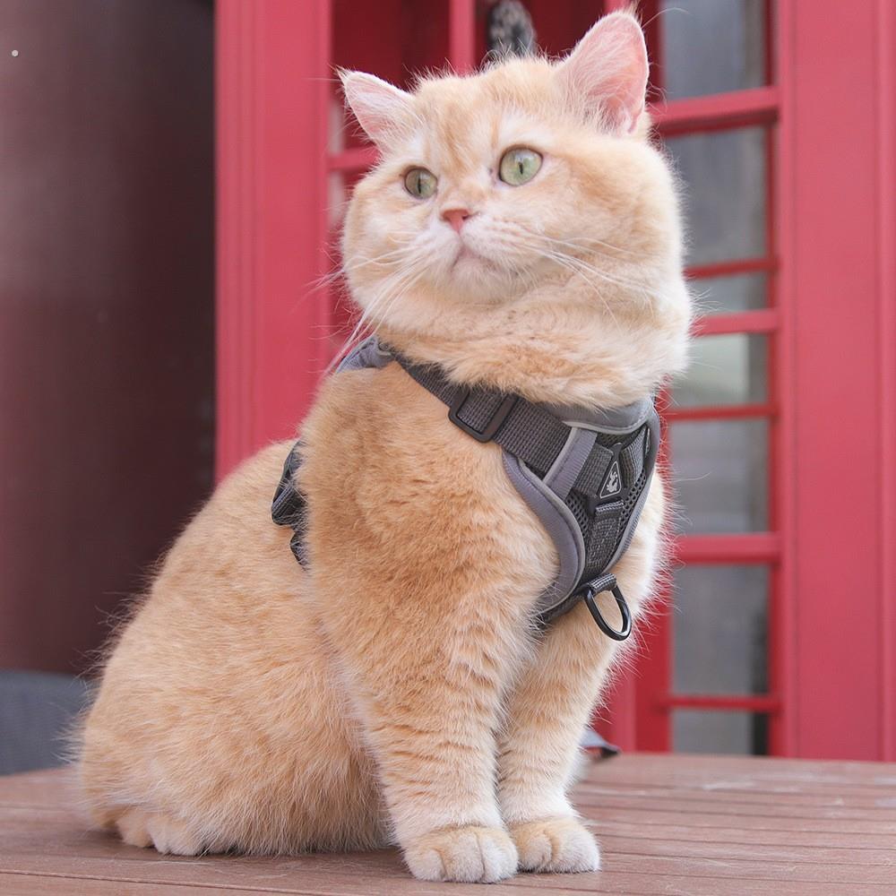 猫咪牵引绳背心式宠物胸背带反光遛猫绳透气狗狗胸背防挣脱猫牵引