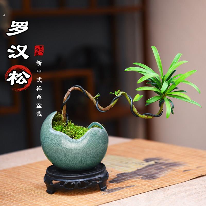 罗汉松盆栽室内办公茶室书房小盆景中式覆古植物桌面观赏绿植摆件
