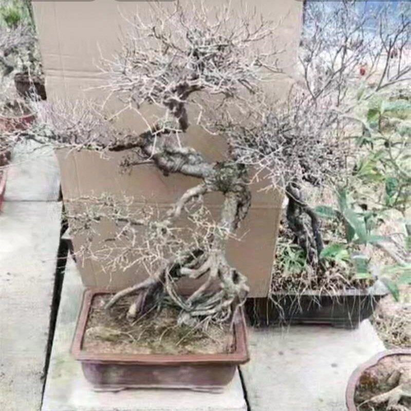 老桩提根榆树 小叶榔榆怪桩造型 小叶榆树老盆口 年年有余树盆景