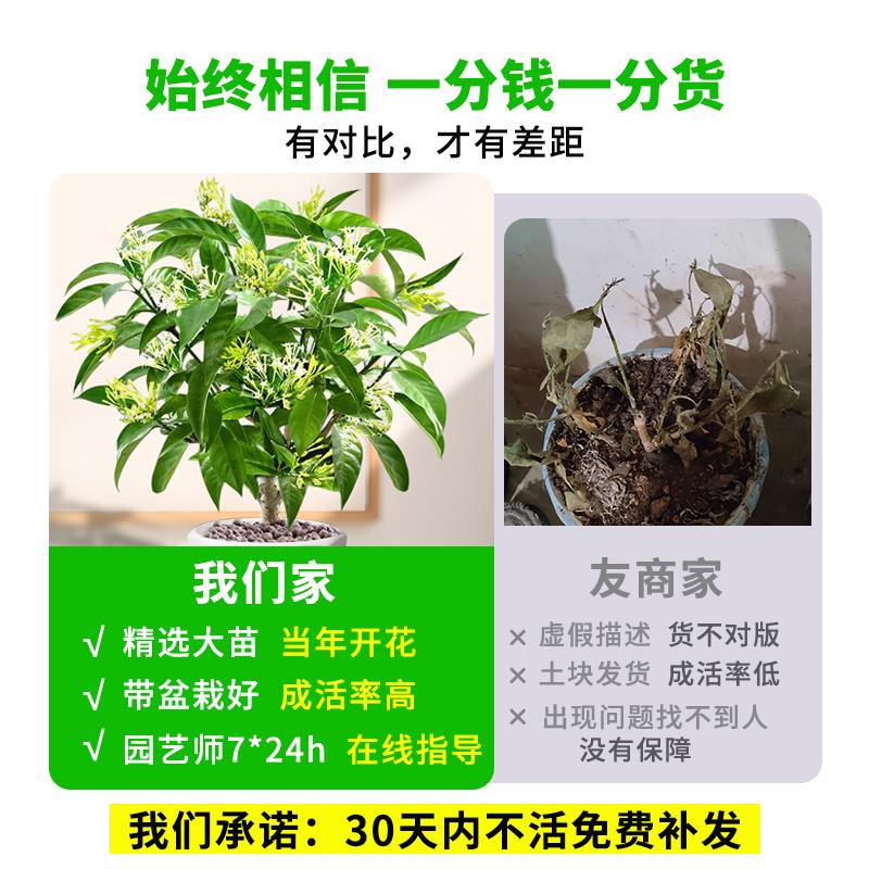 夜来香盆栽花苗室内客厅驱蚊植物室外庭院好养花卉九里香树苗