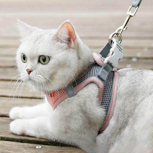 宠物猫咪牵引绳背心式胸抱婴袋外出英短溜猫绳猫链子防挣脱猫猫用