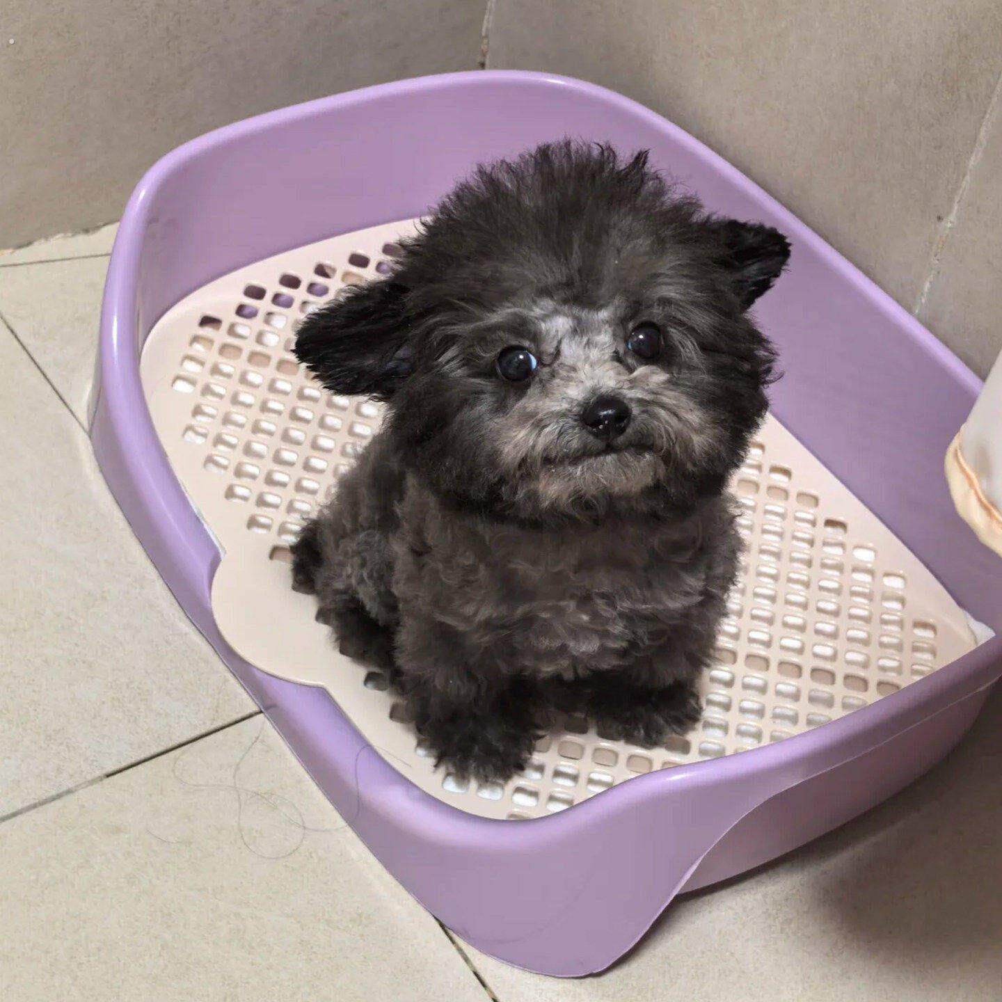 狗狗厕所中小型犬防踩屎防尿溅加高围挡定点排便训练网格便盆尿盆