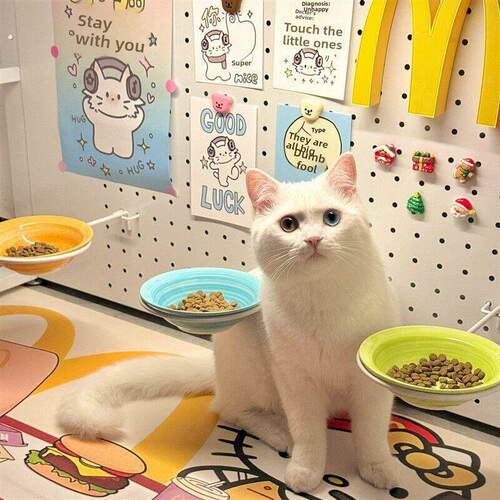 猫咪食堂装饰饭堂悬挂式宠物碗洞洞板猫碗上墙悬浮猫碗陶瓷增高架