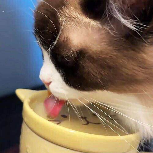 人猫共用杯子猫咪碗防偷喝骗水神器陶瓷不易打翻大口径喝水可爱
