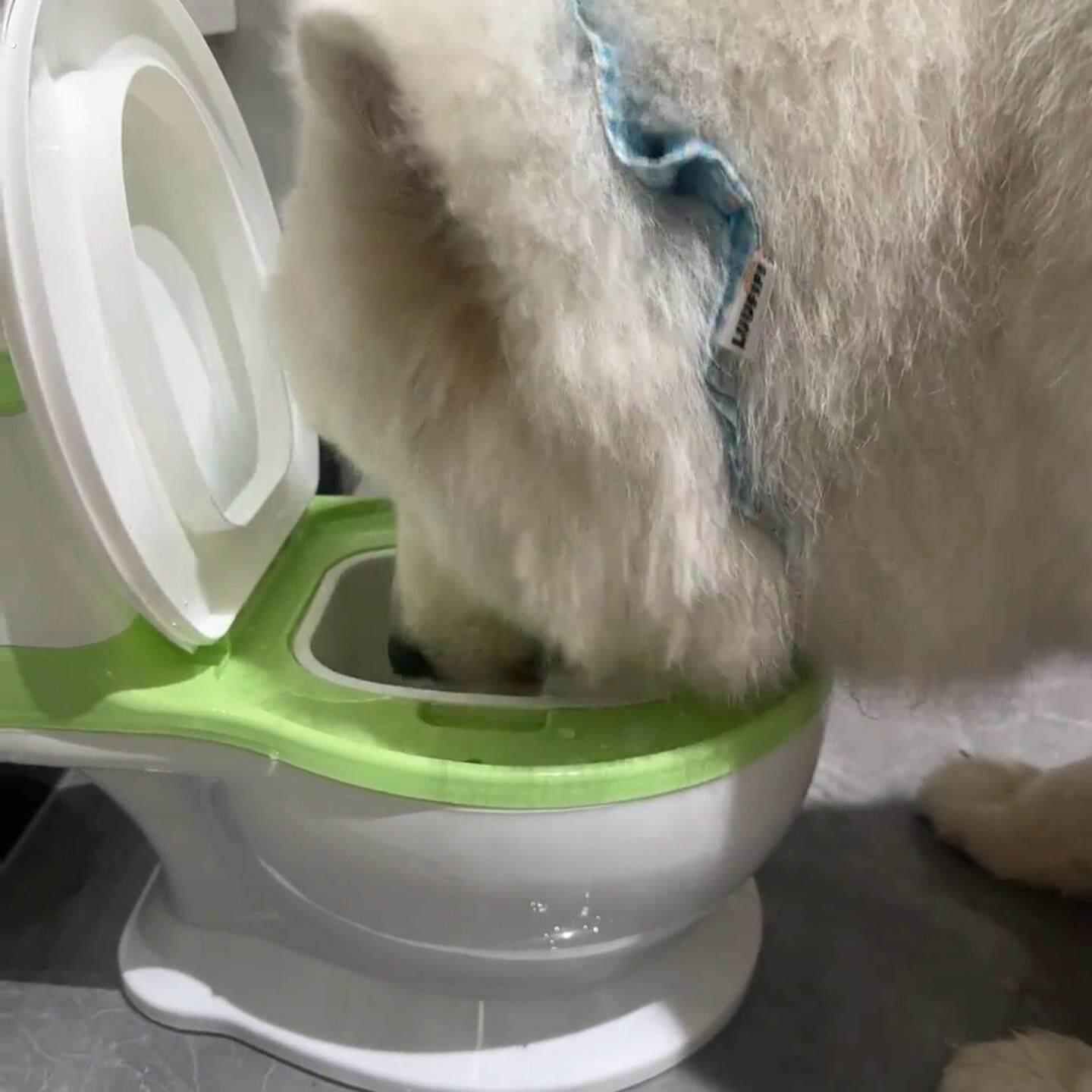 狗狗马桶水碗不插电式防打翻宠物水碗大容量大口径小狗骗喝水神器