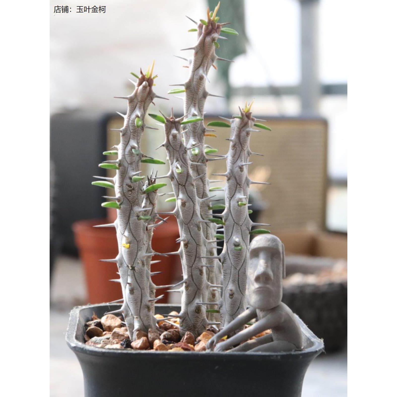 稀奇古怪植物芳野植物亚龙木地狱魔针龙树科 迷你块根小盆栽