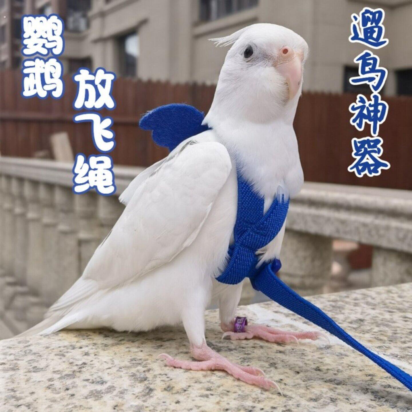 鹦鹉放飞绳子超长遛鸟牵引绳超轻背带式不伤脚虎皮玄风外出飞行绳