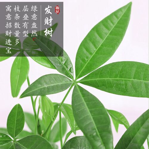 发财树小盆栽花卉绿植物办公室内吸甲醛客厅大好养活招财三杆盆景