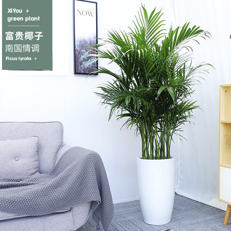 西安散尾葵富贵椰子凤尾竹绿植开业乔迁送礼办公室客植物除甲醛