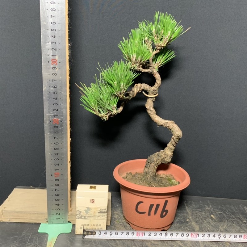 黑松短针暴皮老盆精品练手素材矮霸新品盆栽盆景籽播提根阳台绿植