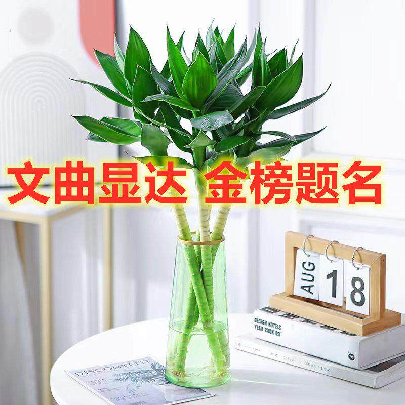 文昌竹4支富贵竹带根水养龙竹水生盆景植物室内观音水培高考摆件