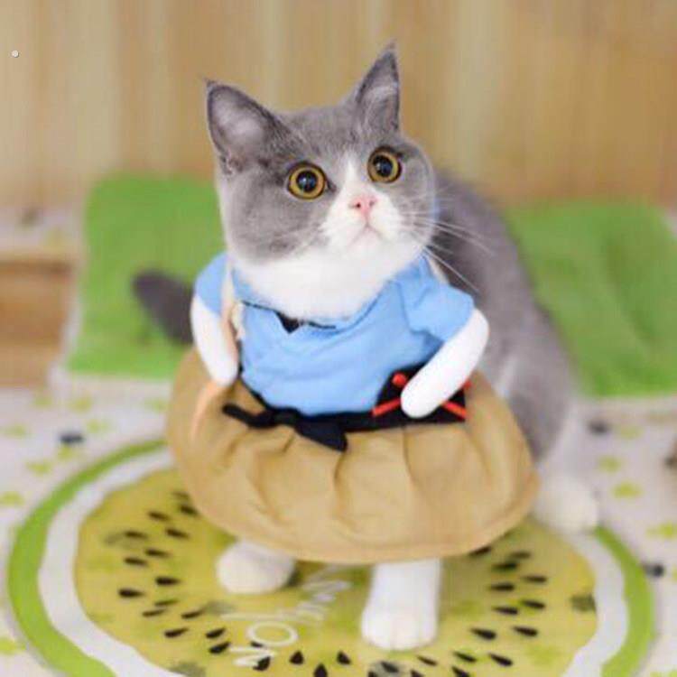 抖音同款浦太郎小猫咪搞笑狗狗衣服小型犬夏季薄款宠物服饰搞怪装