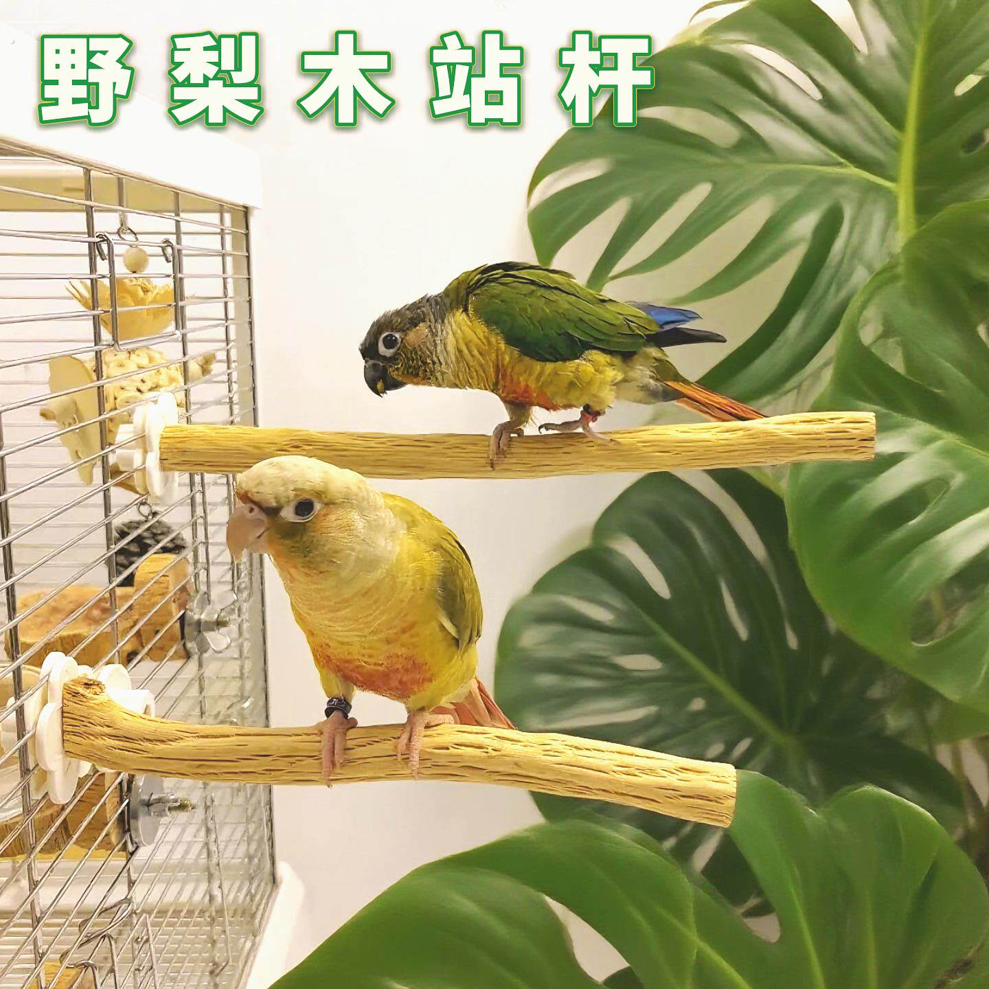 小太阳杜鹃鹦鹉梨木站杆站架鸟笼配件栖木树杈生态造景
