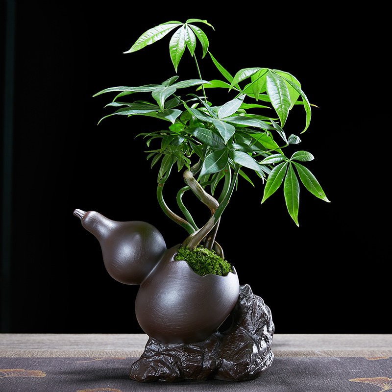 五福发财树盆栽绿植物办公桌书房茶几好养招财树中式禅意盆景摆件
