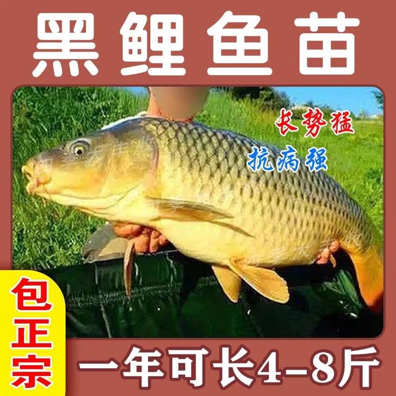 红鲤鱼苗淡水养殖兴国荷包红鲤鱼淡水养殖草鱼苗鲫鱼罗非鱼苗包活