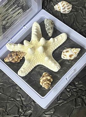 青岛相框纯天然海星海螺相框纪念品标本礼物旅游伴手礼创意摆件带