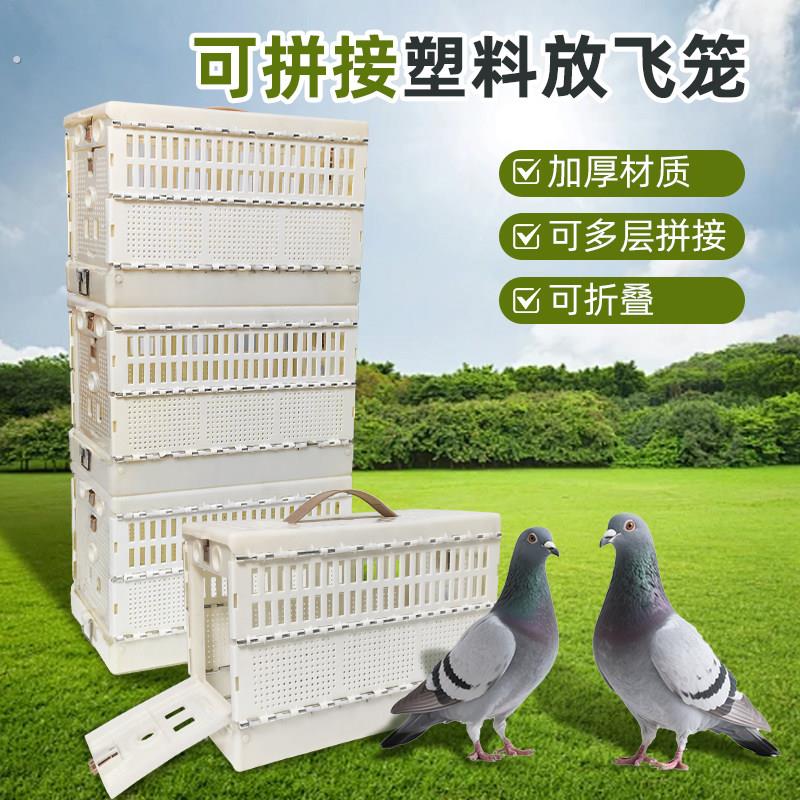 鸽子训放笼报道笼可折叠塑料手提训鸽子笼信鸽赛鸽放飞笼鸽笼可携