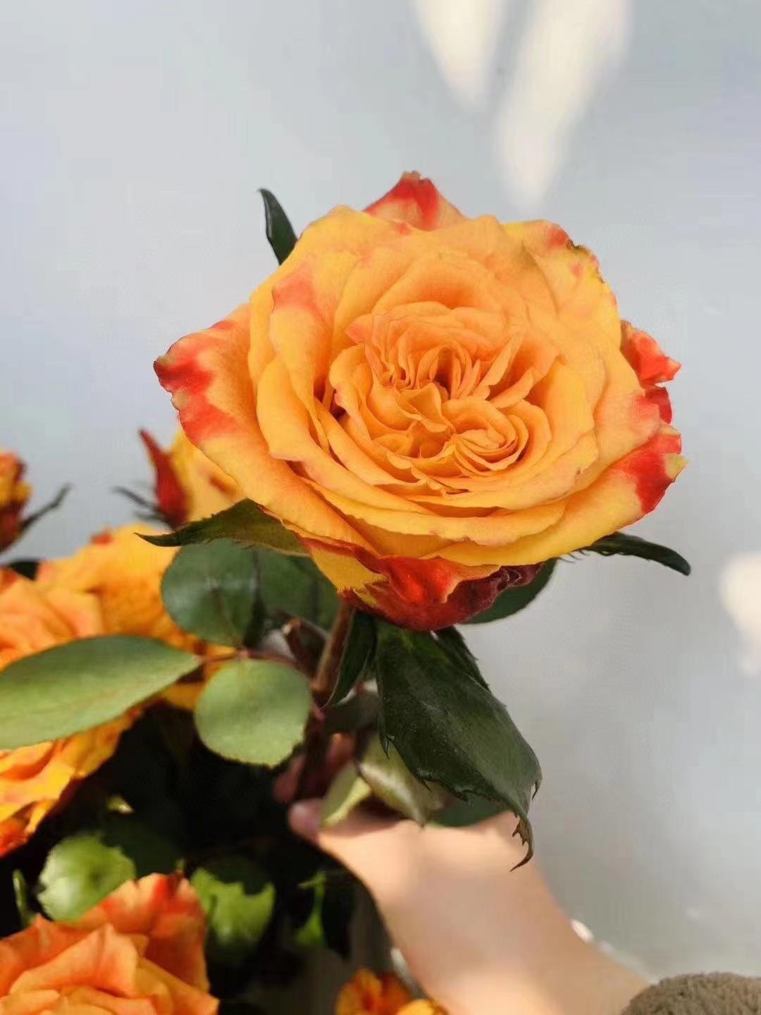 云南鲜花优质玫瑰送保鲜液